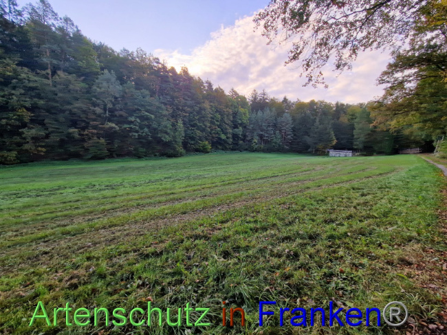 © Artenschutz in Franken® Bild zum Eintrag (1094623-160)