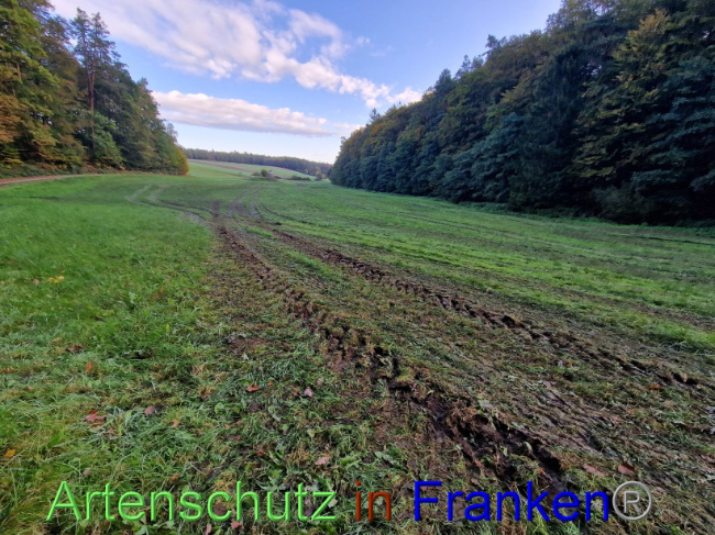 © Artenschutz in Franken® Bild zum Eintrag (1094625-160)
