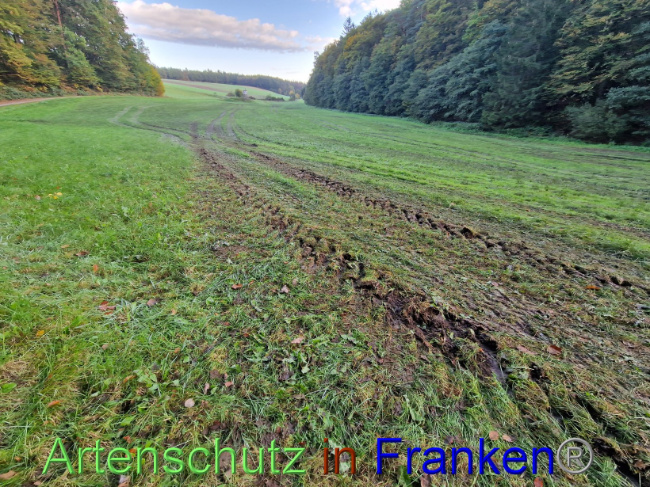 © Artenschutz in Franken® Bild zum Eintrag (1094626-160)