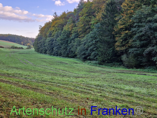 © Artenschutz in Franken® Bild zum Eintrag (1094628-160)
