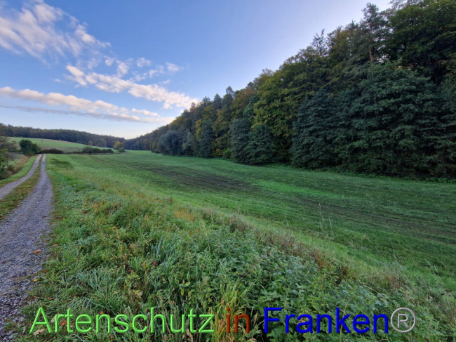© Artenschutz in Franken® Bild zum Eintrag (1094629-160)