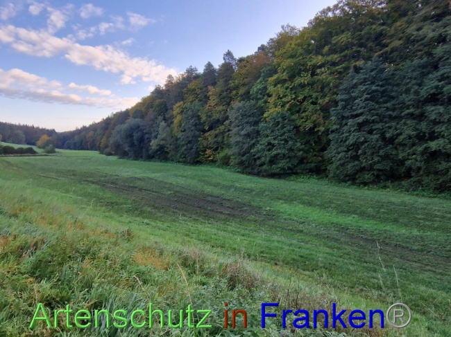 © Artenschutz in Franken® Bild zum Eintrag (1094630-160)