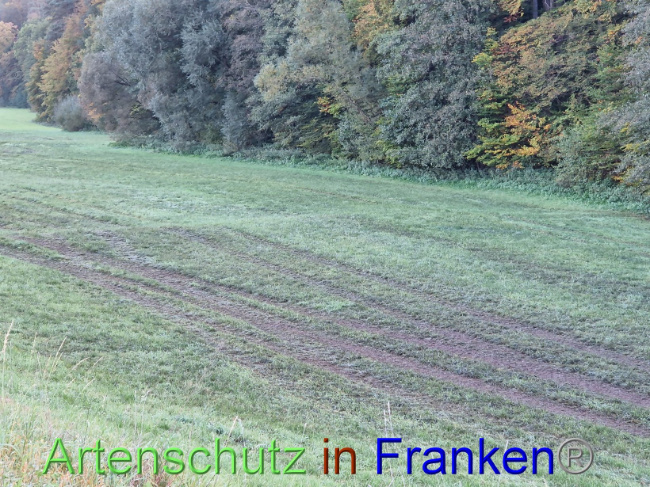 © Artenschutz in Franken® Bild zum Eintrag (1094631-160)