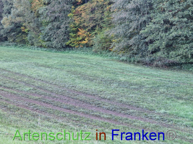 © Artenschutz in Franken® Bild zum Eintrag (1094632-160)