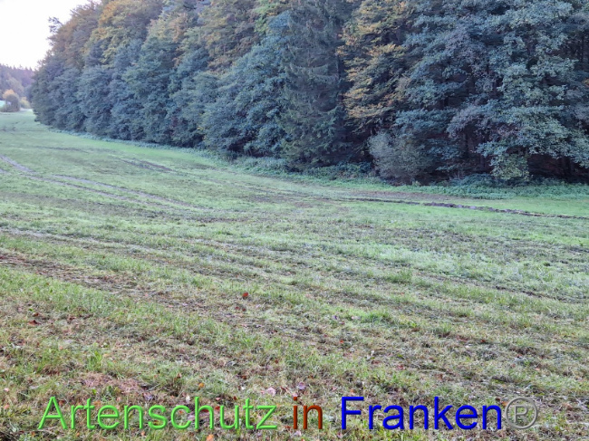 © Artenschutz in Franken® Bild zum Eintrag (1094633-160)