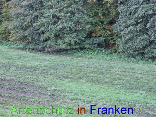 © Artenschutz in Franken® Bild zum Eintrag (1094637-160)