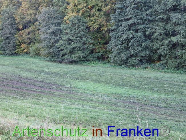 © Artenschutz in Franken® Bild zum Eintrag (1094638-160)