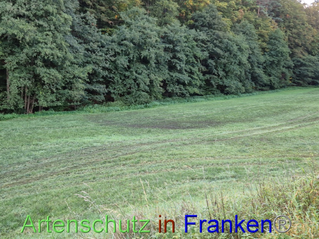 © Artenschutz in Franken® Bild zum Eintrag (1094639-160)