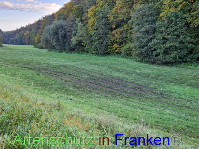 © Artenschutz in Franken® Bild zum Eintrag (1094640-160)