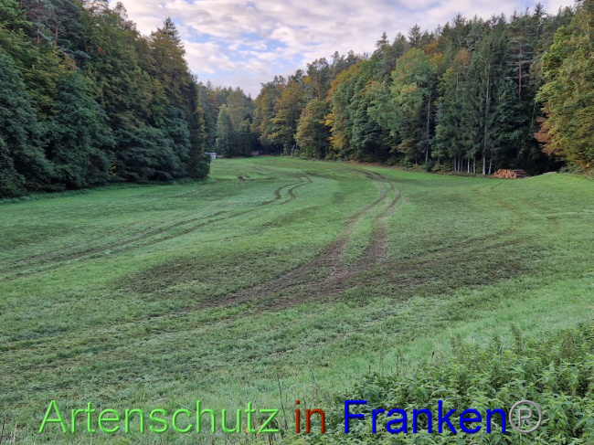 © Artenschutz in Franken® Bild zum Eintrag (1094641-160)