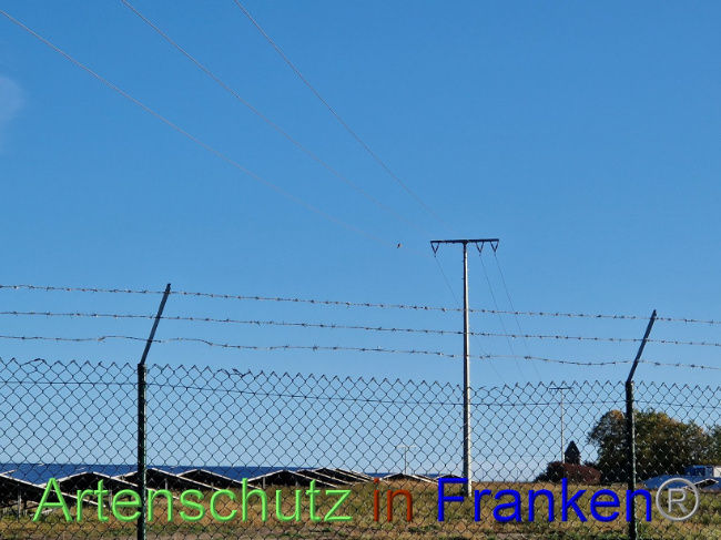 © Artenschutz in Franken® Bild zum Eintrag (1094758-160)