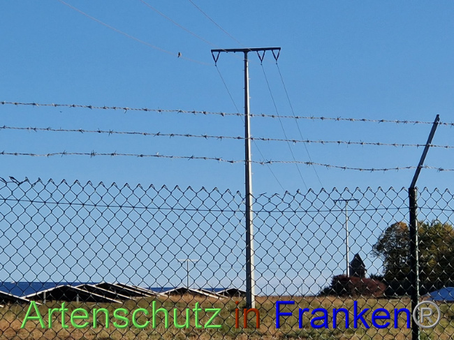 © Artenschutz in Franken® Bild zum Eintrag (1094759-160)
