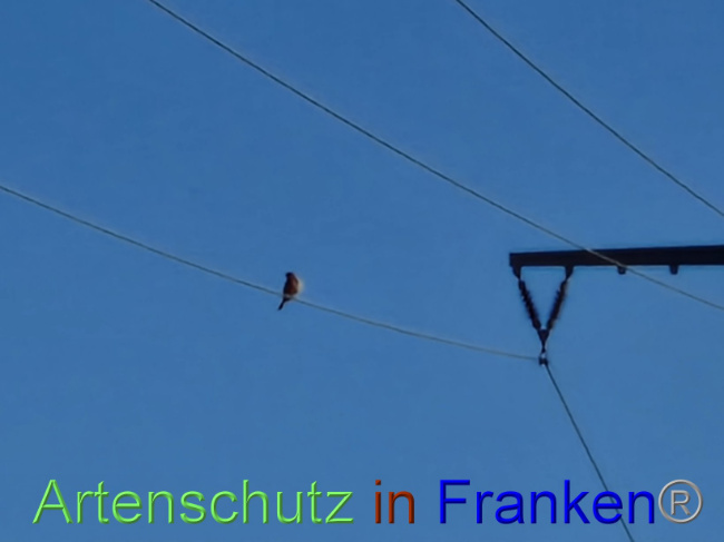 © Artenschutz in Franken® Bild zum Eintrag (1094760-160)