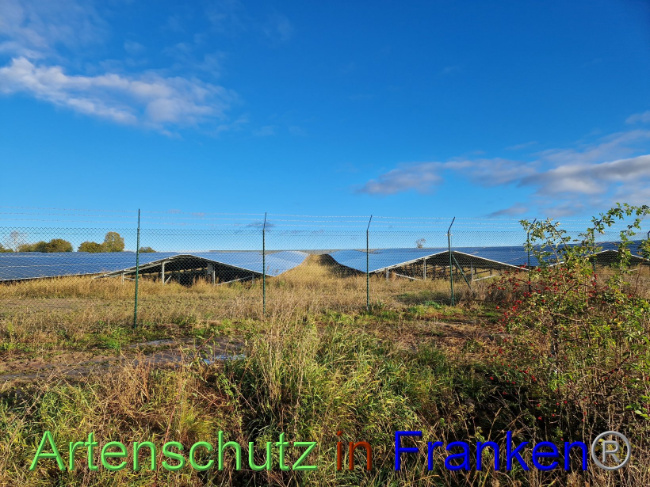 © Artenschutz in Franken® Bild zum Eintrag (1094767-160)