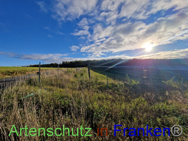 © Artenschutz in Franken® Bild zum Eintrag (1094776-160)