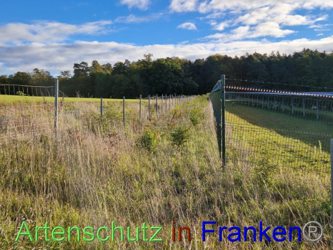 © Artenschutz in Franken® Bild zum Eintrag (1094777-160)