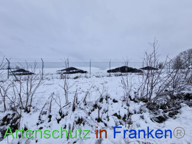© Artenschutz in Franken® Bild zum Eintrag (1097459-160)