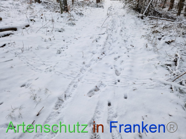 © Artenschutz in Franken® Bild zum Eintrag (1099056-160)