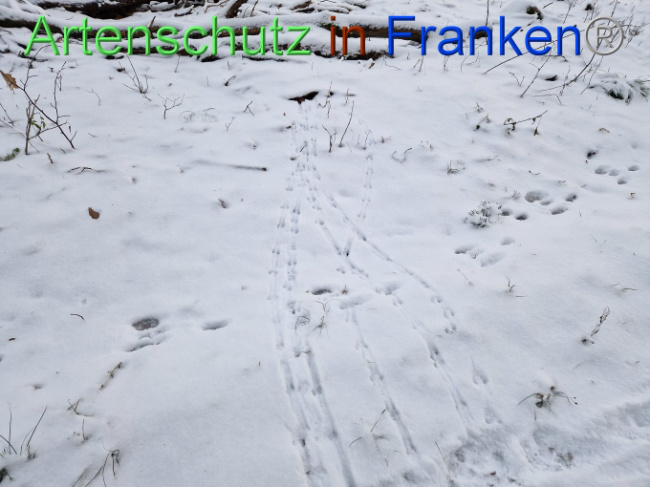 © Artenschutz in Franken® Bild zum Eintrag (1099059-160)