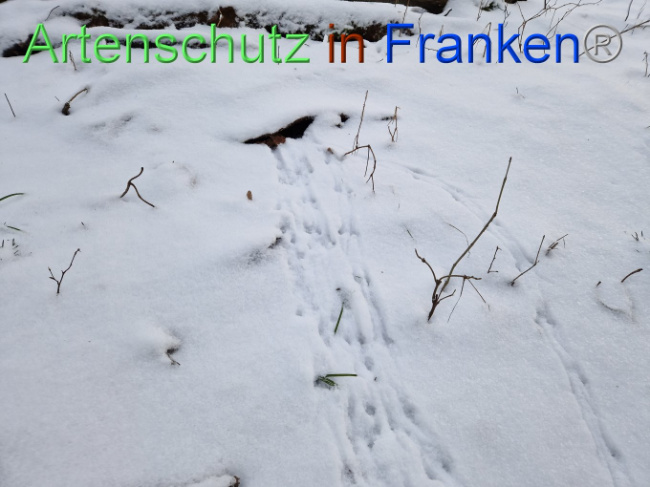 © Artenschutz in Franken® Bild zum Eintrag (1099060-160)