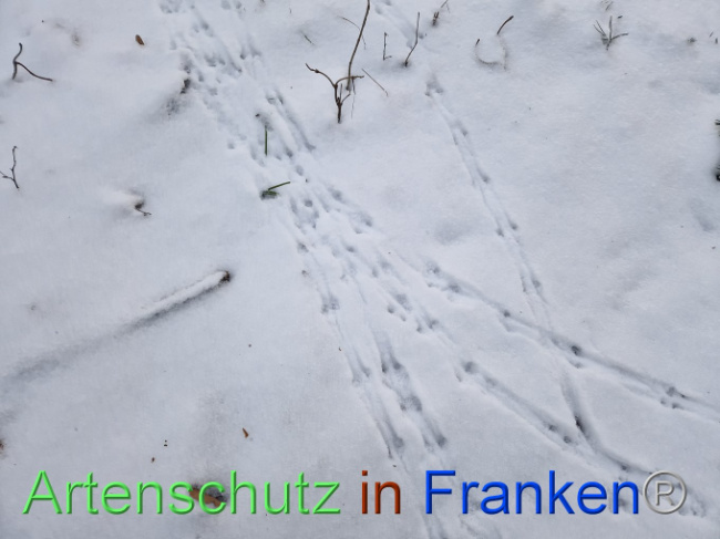 © Artenschutz in Franken® Bild zum Eintrag (1099061-160)