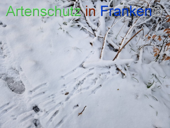 © Artenschutz in Franken® Bild zum Eintrag (1099062-160)