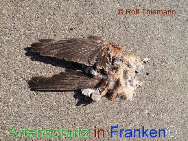 © Artenschutz in Franken® / Rolf Thiemann - Naturschutzberater Bild zum Eintrag (1103416-160)