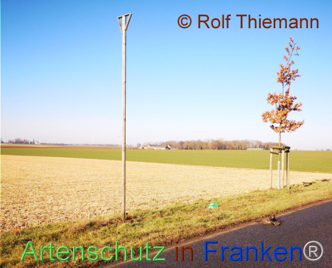 © Artenschutz in Franken® / Rolf Thiemann - Naturschutzberater Bild zum Eintrag (1103418-160)
