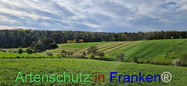 © Artenschutz in Franken® Bild zum Eintrag (1103944-160)