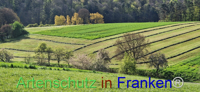© Artenschutz in Franken® Bild zum Eintrag (1103950-160)