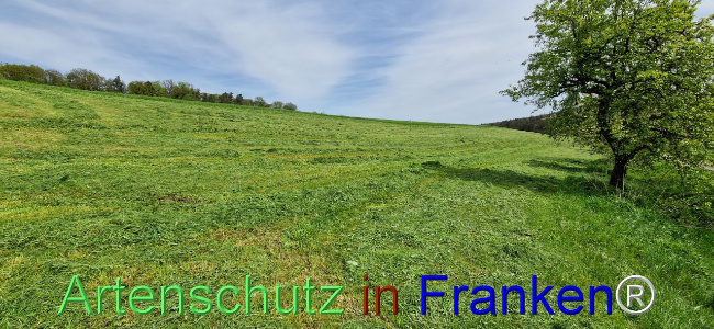 © Artenschutz in Franken® Bild zum Eintrag (1103951-160)