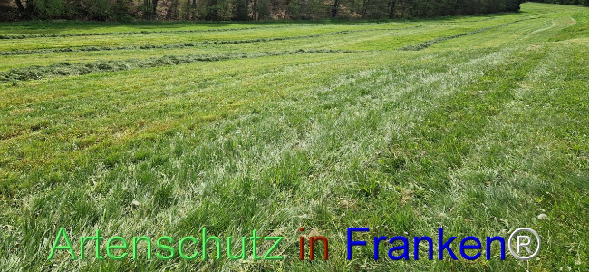 © Artenschutz in Franken® Bild zum Eintrag (1103953-160)