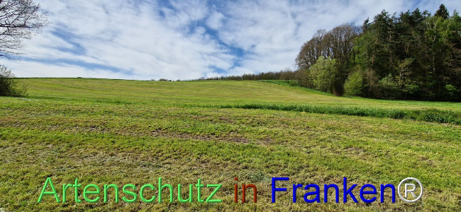 © Artenschutz in Franken® Bild zum Eintrag (1103958-160)