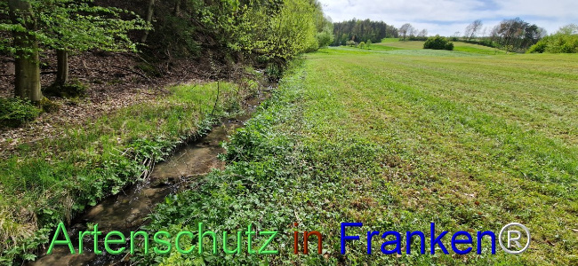 © Artenschutz in Franken® Bild zum Eintrag (1103960-160)