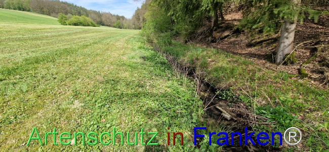 © Artenschutz in Franken® Bild zum Eintrag (1103961-160)