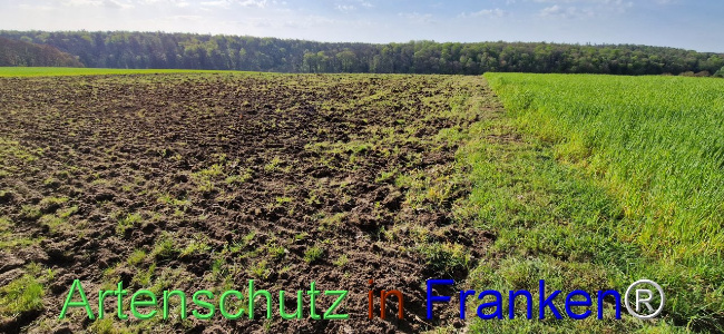 © Artenschutz in Franken® Bild zum Eintrag (1103964-160)