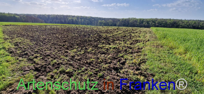 © Artenschutz in Franken® Bild zum Eintrag (1103965-160)