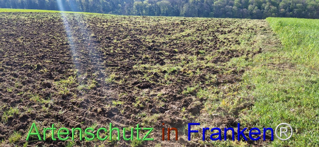 © Artenschutz in Franken® Bild zum Eintrag (1103966-160)