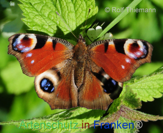© Artenschutz in Franken® / Rolf Thiemann Bild zum Eintrag (1106154-160)