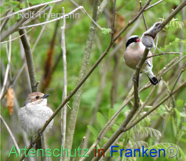 © Artenschutz in Franken® / Rolf Thiemann Bild zum Eintrag (1106164-160)