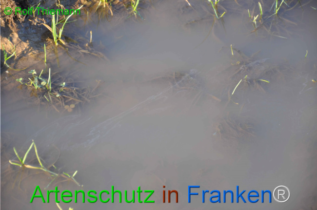 © Artenschutz in Franken® / Rolf Thiemann Bild zum Eintrag (1107476-160)
