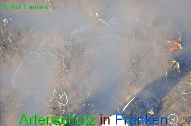 © Artenschutz in Franken® / Rolf Thiemann Bild zum Eintrag (1107480-160)