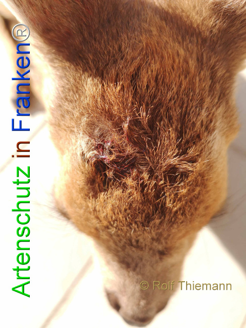 © Artenschutz in Franken® / Rolf Thiemann Bild zum Eintrag (1108153-160)