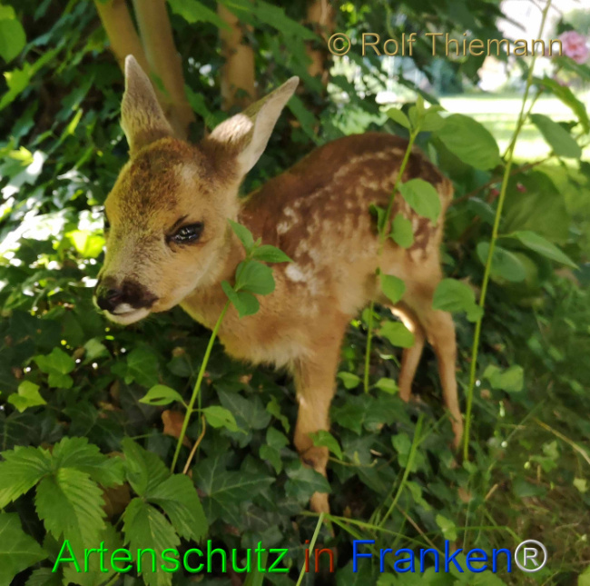© Artenschutz in Franken® / Rolf Thiemann Bild zum Eintrag (1108154-160)