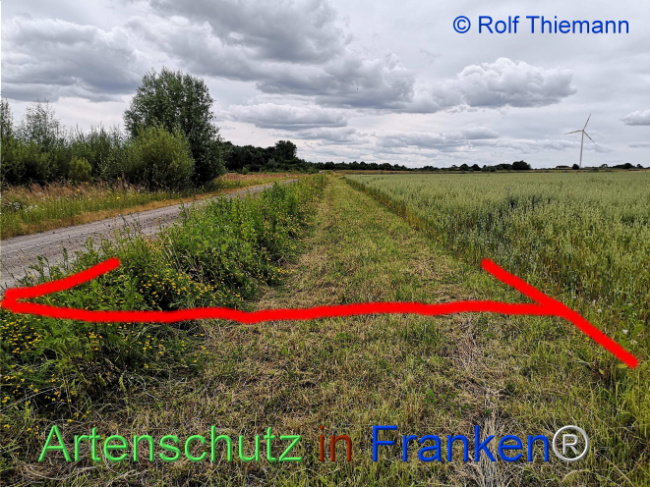 © Artenschutz in Franken® / Rolf Thiemann Bild zum Eintrag (1108228-160)