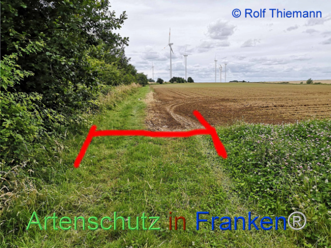 © Artenschutz in Franken® / Rolf Thiemann Bild zum Eintrag (1108229-160)