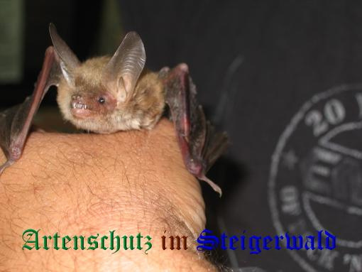 © Artenschutz in Franken® Bild zum Eintrag (1108452-160)