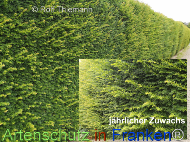 © Artenschutz in Franken® / Rolf Thiemann Bild zum Eintrag (1108683-160)