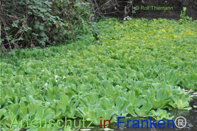 Bild zum Eintrag (1108716-160)