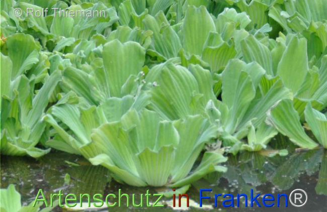 Bild zum Eintrag (1108717-160)